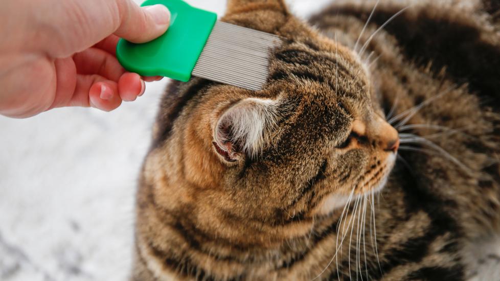 how to get rid of fleas on cats; a pet parent using a flea comb on their cat, an effective way to remove and kill cat fleas.